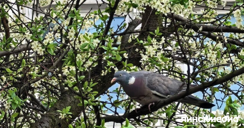 Оранжевый уровень: сильный ветер ожидается 26 апреля в Беларуси