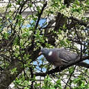 Оранжевый уровень: сильный ветер ожидается 26 апреля в Беларуси