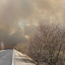 Возле Малых Диковичей в Пинском районе горит сухая растительность
