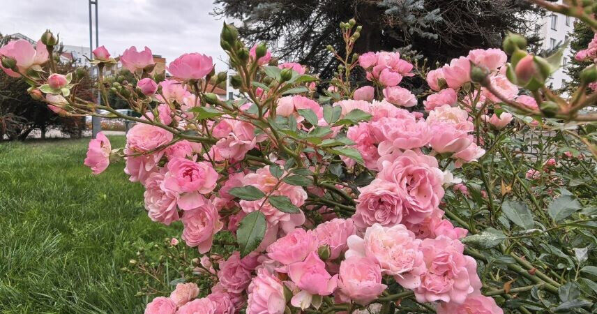 В Брестской области в 2025 году коммунальники высадили более 3 млн цветов