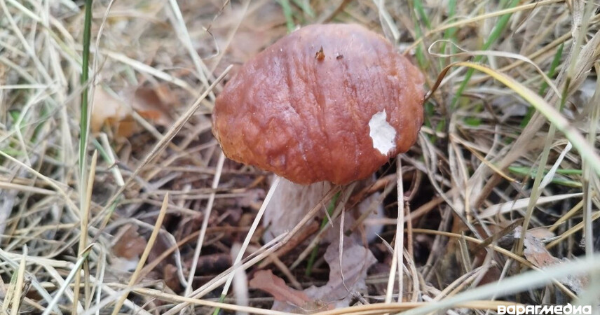 Не уверен – не бери! Правила, чтобы избежать отравления грибами