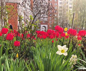 Пинск, апрель, цветы: посмотрели, что цветет во дворах города. Большой фоторепортаж