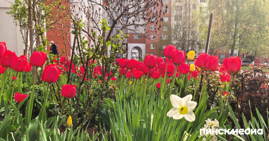 Пинск, апрель, цветы: посмотрели, что цветет во дворах города. Большой фоторепортаж
