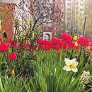 Пинск, апрель, цветы: посмотрели, что цветет во дворах города. Большой фоторепортаж