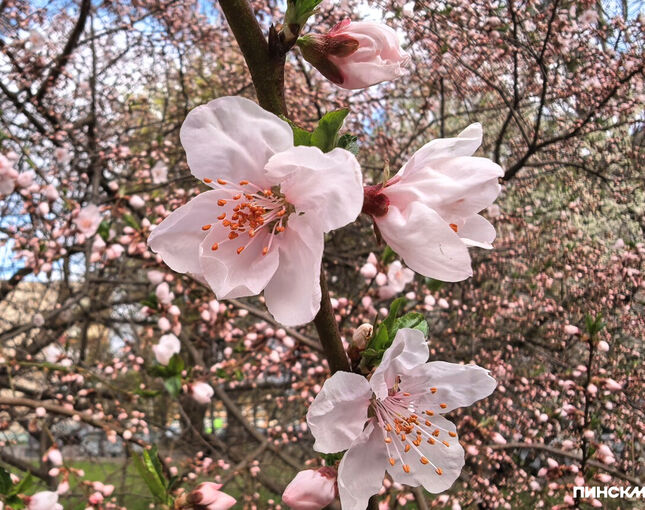 Как в Пинске отпразднуют Первомай: программа на 1 Мая