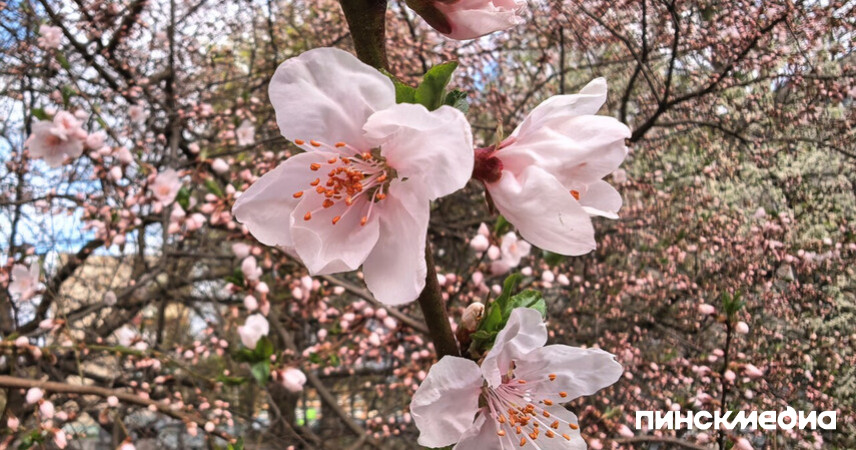 Как в Пинске отпразднуют Первомай: программа на 1 Мая