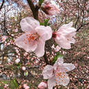 Как в Пинске отпразднуют Первомай: программа на 1 Мая