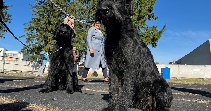 Кинологический праздник в Пинске: выставка собак собрала десятки участников и сотни зрителей