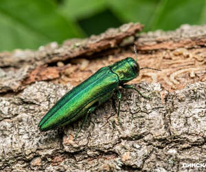 Новая угроза для белорусских лесов: в Гомеле выявили изумрудную златку
