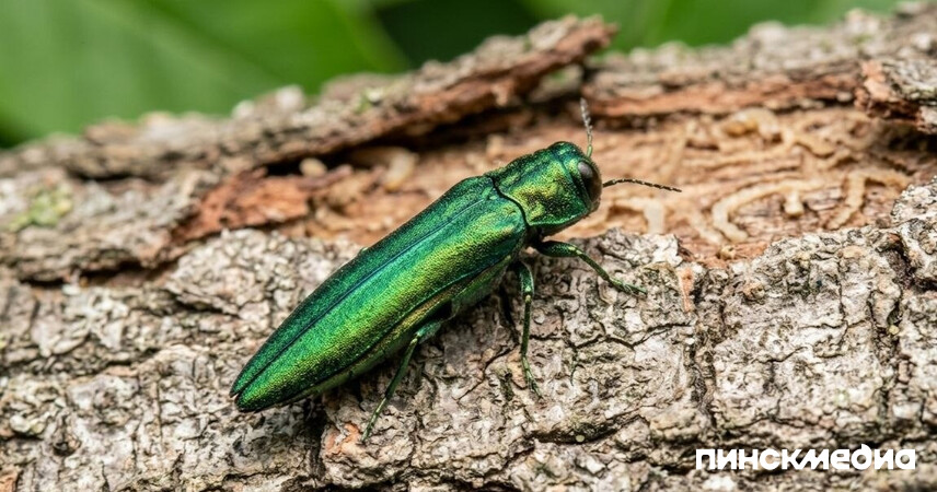 Новая угроза для белорусских лесов: в Гомеле выявили изумрудную златку