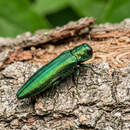 Новая угроза для белорусских лесов: в Гомеле выявили изумрудную златку