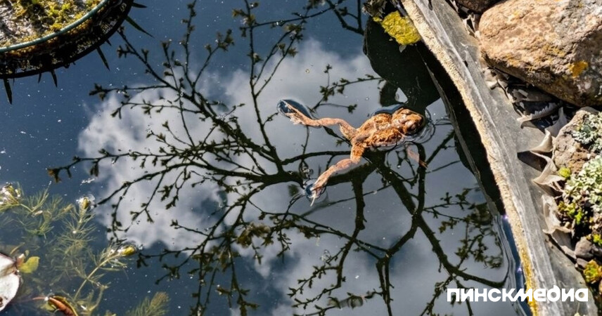 Весна дает задний ход: «ныряющие» циклоны несут в Беларусь ледяной шторм и ночные минусы