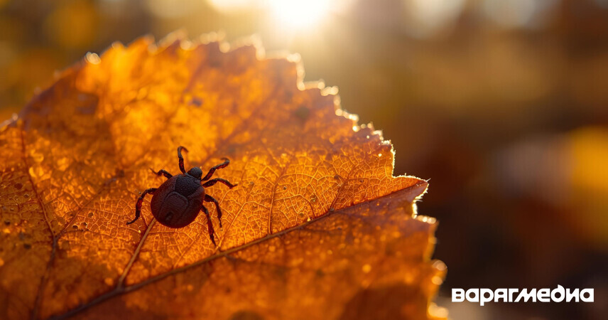 Осенняя активность клещей: как защитить себя и питомца