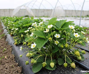 «Лунінецкія клубніцы»: клубничный фестиваль пройдет 27-28 марта в Микашевичах