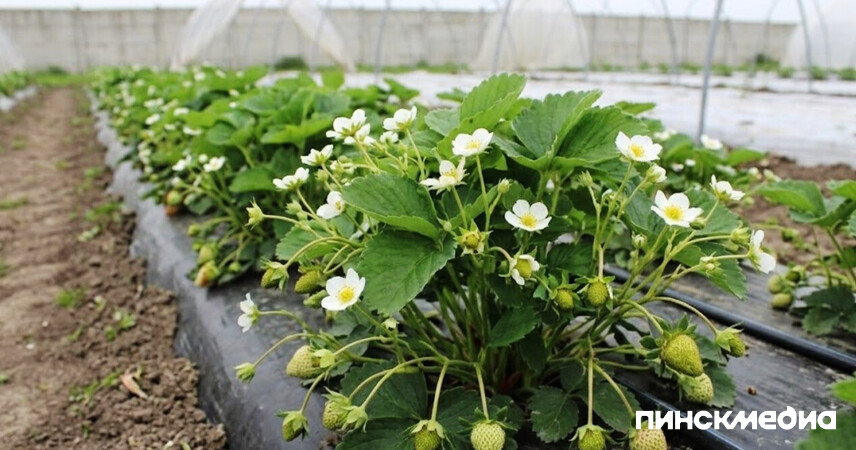 «Лунінецкія клубніцы»: клубничный фестиваль пройдет 27-28 марта в Микашевичах