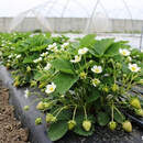 «Лунінецкія клубніцы»: клубничный фестиваль пройдет 27-28 марта в Микашевичах