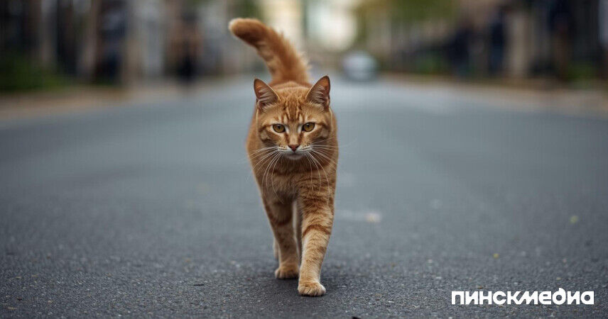В Беларуси вводят штрафы за избавление от домашних животных