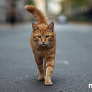 В Беларуси вводят штрафы за избавление от домашних животных