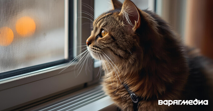 В МинЖКХ напомнили о правилах регистрации домашних животных в Беларуси