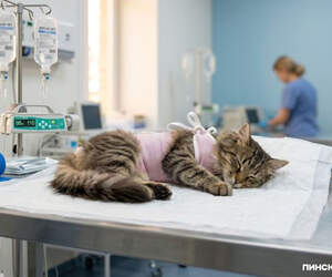 Дороже, чем для людей: в Беларуси возьмут под контроль цены на услуги ветеринаров