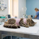 Дороже, чем для людей: в Беларуси возьмут под контроль цены на услуги ветеринаров