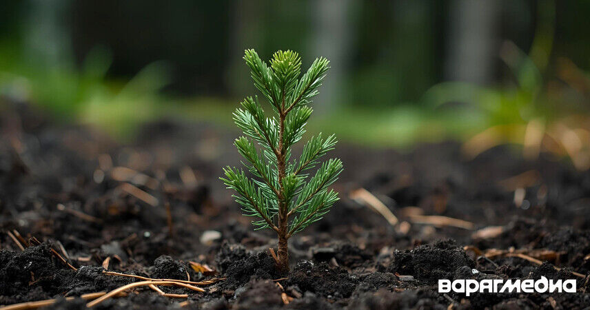 Акция «Дай лесу новае жыццё!» пройдет в Беларуси с 11 по 31 октября