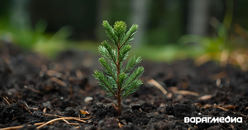 Акция «Дай лесу новае жыццё!» пройдет в Беларуси с 11 по 31 октября