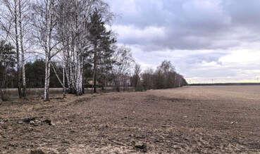 В Брестской области сняты ограничения на посещение лесов