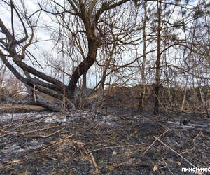 Более 50 возгораний за неделю произошло в лесах Беларуси