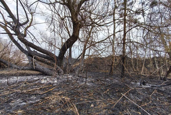 Более 50 возгораний за неделю произошло в лесах Беларуси