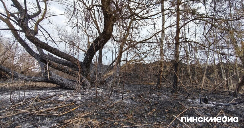 Более 50 возгораний за неделю произошло в лесах Беларуси