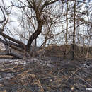 Более 50 возгораний за неделю произошло в лесах Беларуси