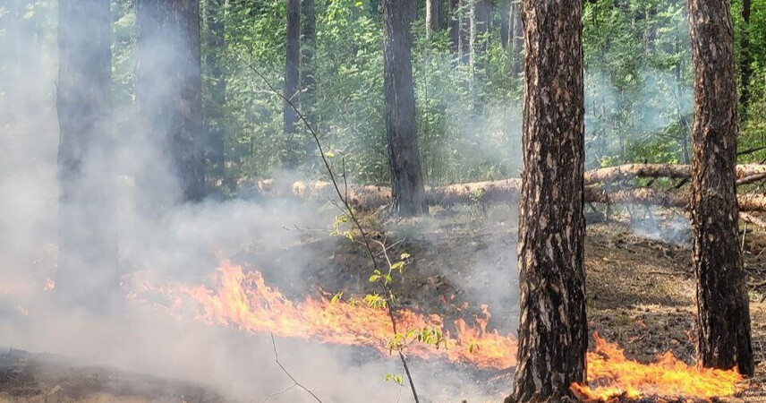 Запрет на посещение лесов введен в Пинском районе с 3 сентября