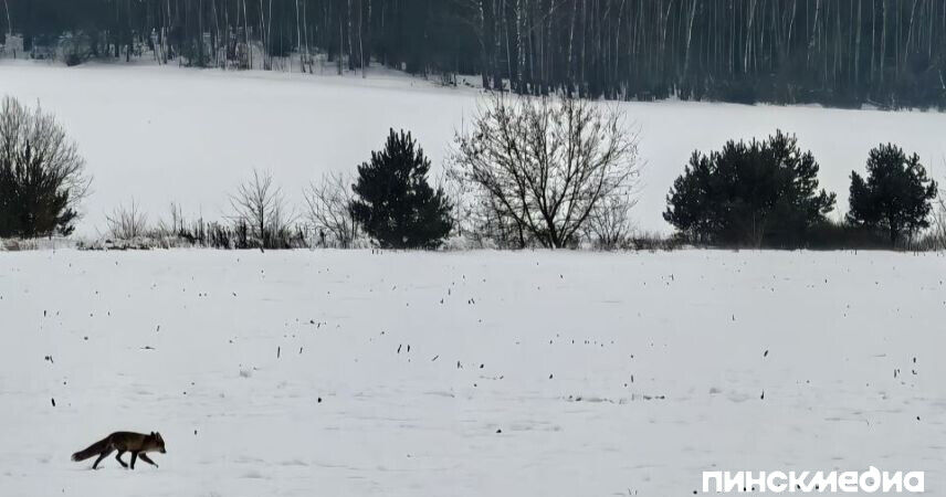 Вы обнаружили дикое животное - что делать дальше?