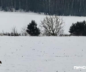 Вы обнаружили дикое животное - что делать дальше?