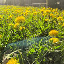 В Беларусь идет тепло: какие сюрпризы готовит погода на начало мая