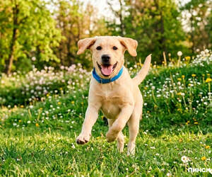 Феномен Threads: долг 18 000 рублей зоозащитников «Преданность другу» из Пинска закрыли за пару дней