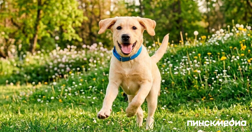 Феномен Threads: долг 18 000 рублей зоозащитников «Преданность другу» из Пинска закрыли за пару дней