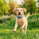 Феномен Threads: долг 18 000 рублей зоозащитников «Преданность другу» из Пинска закрыли за пару дней