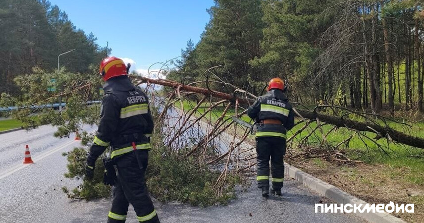 В Пинске из-за сильного ветра повалены деревья и световые опоры: последствия непогоды
