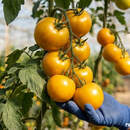 МАРТ рассказал, в каких регионах Беларуси самые высокие отпускные цены на продукты