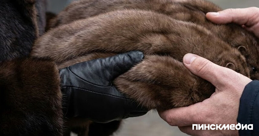 В Пинске осудили сотрудницу мехового цеха за хищение 270 шкурок норки на 20 тысяч рублей