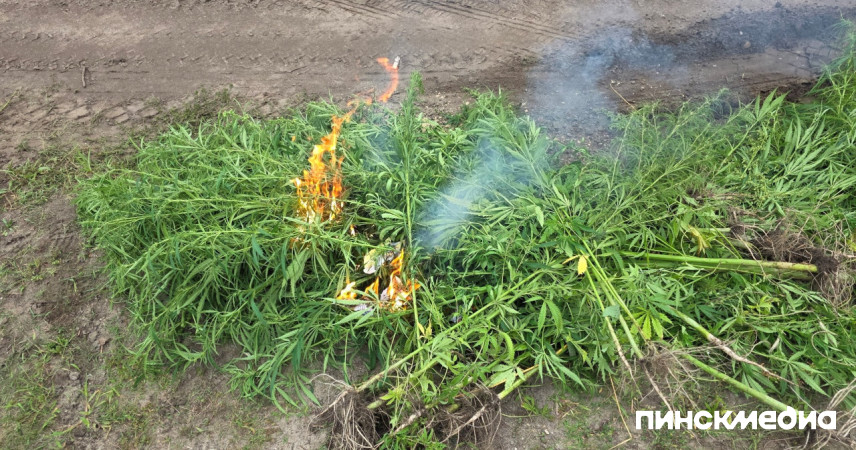 Уничтожено более 3,5 тонн конопли и мака: с 1 июня в Пинском районе – новый сезон программы «Мак»