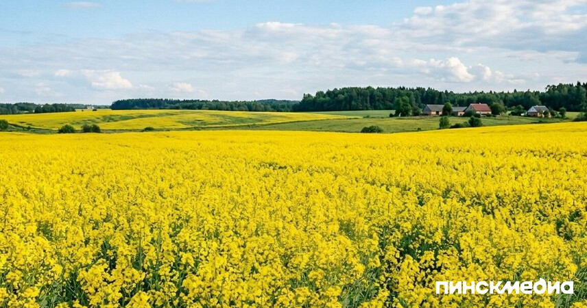 Цена одного кадра: во сколько оценивают ущерб от «нашествия» блогеров на рапсовые поля