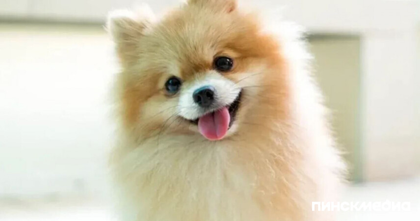 Жительница Пинска лишилась денег при покупке шпица