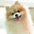 Жительница Пинска лишилась денег при покупке шпица