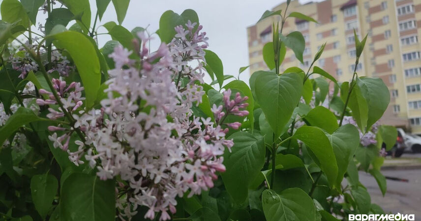 Ветер, ночные заморозки до -5°С: синоптики предупреждают о неблагоприятных явлениях 1-2 мая в Беларуси