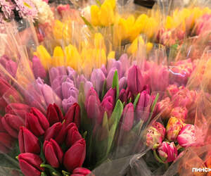 Цены на тюльпаны в Пинске в 2026 году: сколько стоят цветы к 8 Марта и как сэкономить