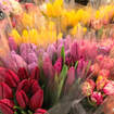 Цены на тюльпаны в Пинске в 2026 году: сколько стоят цветы к 8 Марта и как сэкономить