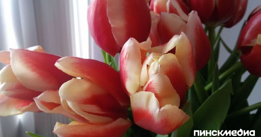 В Беларуси перед 8 Марта проверят продавцов цветов - о росте цен можно сообщить на горячую линию